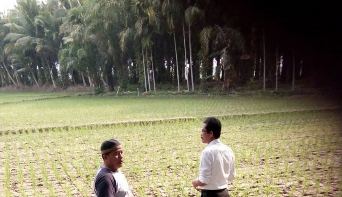 Camat XIV Koto, Kabupaten Mukomuko, Provinsi Bengkulu, bersama dengan petani mengecek kondisi tanaman padi sawah yang mengalami kekeringan akibat musim kemarau. Total 20 hektare lahan sawah mengalami kekeringan. - JPNN.com