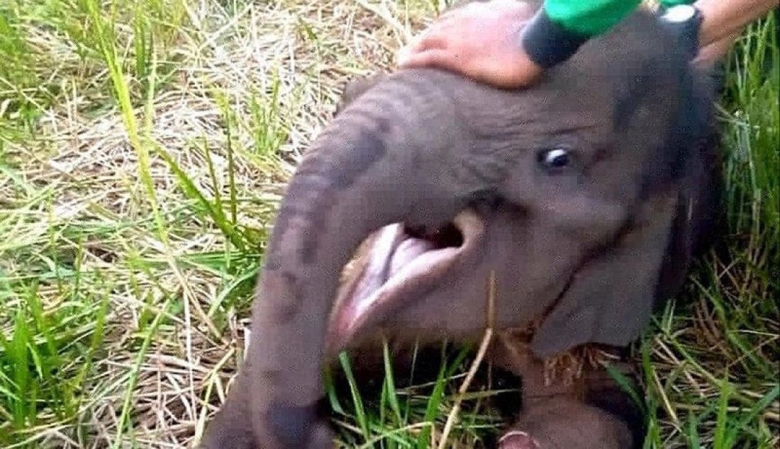 Anak gajah sumatera (elephas maximus sumatranus) liar terluka di kaki kiri akibat jerat di Kabupaten Siak, Riau, Selasa (15/10). - JPNN.com