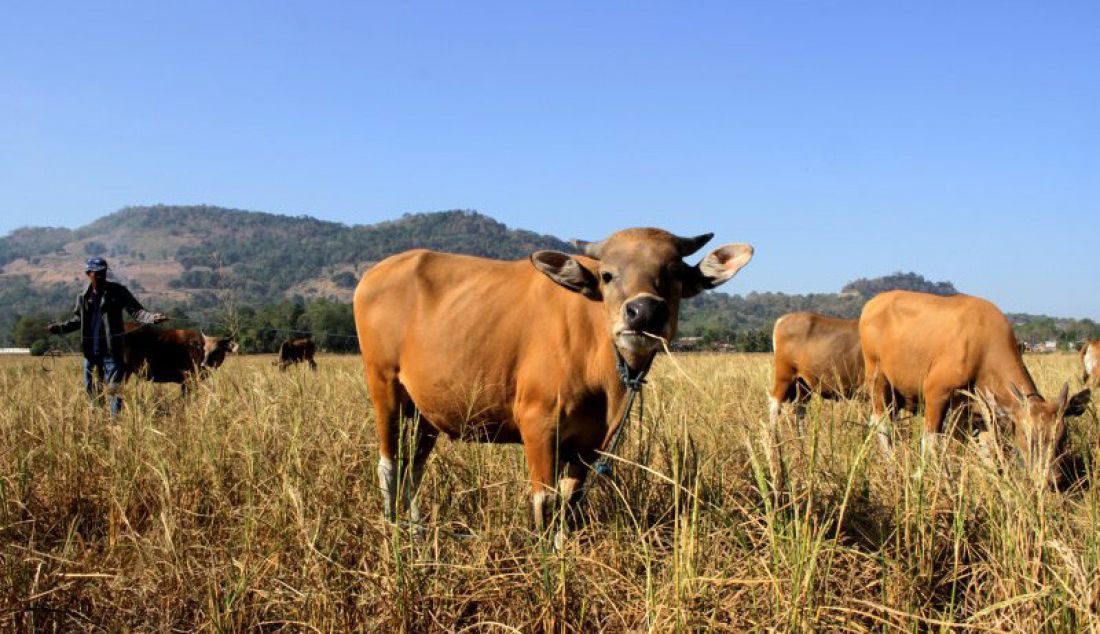 Peternak menggembalakan sapinya di area persawahan di Kecamatan Pattallassang, Gowa, Sulawesi Selatan. Wilayah Sulsel kini tengah meningkatkan produksi ternak sapi agar menjadi daerah penghasil daging. - JPNN.com