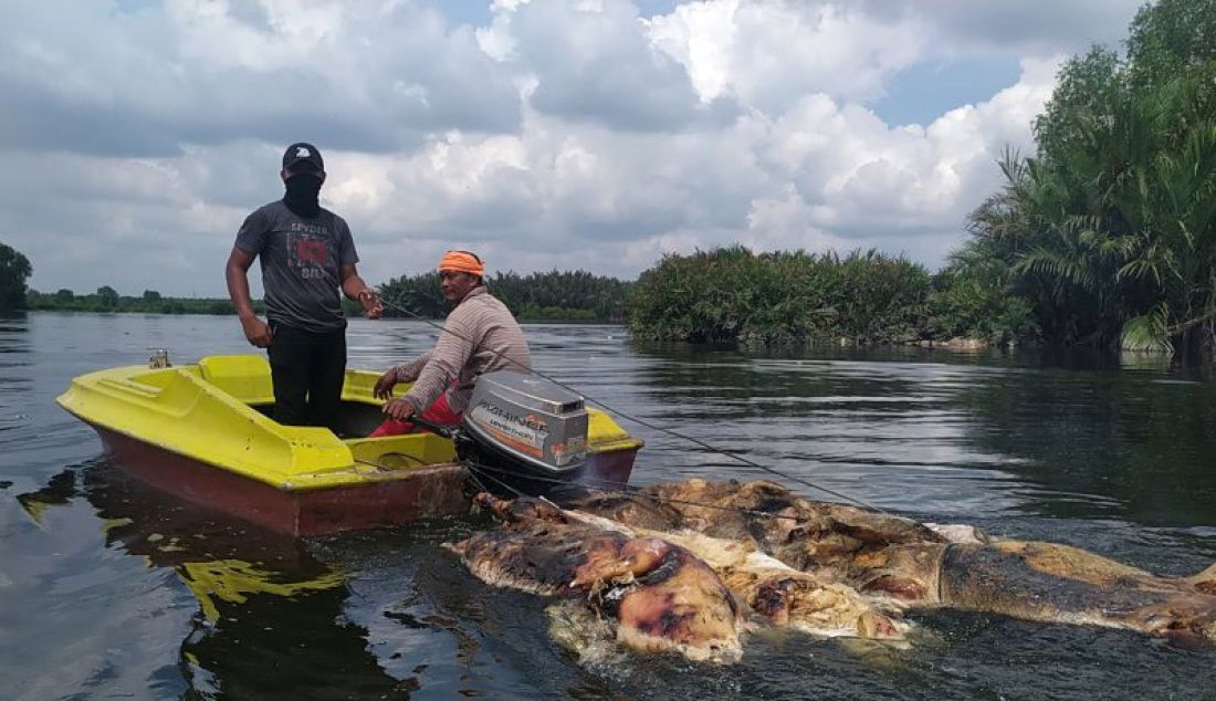 Petugas dengan menggunakan kapal boat menyingkirkan bangkai babi yang ada di Danau Siombak, Medan. - JPNN.com