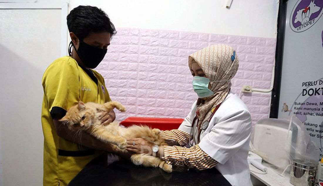 Dokter bersama perawat hewan memeriksa kesehatan kucing di Vetopet Animal Clinic, Cibinong, Bogor, Jumat (15/5). Jasa penitipan hewan di klinik mengalami penurunan jelang Lebaran akibat himbauan larangan mudik di saat pandemi COVID-19. - JPNN.com