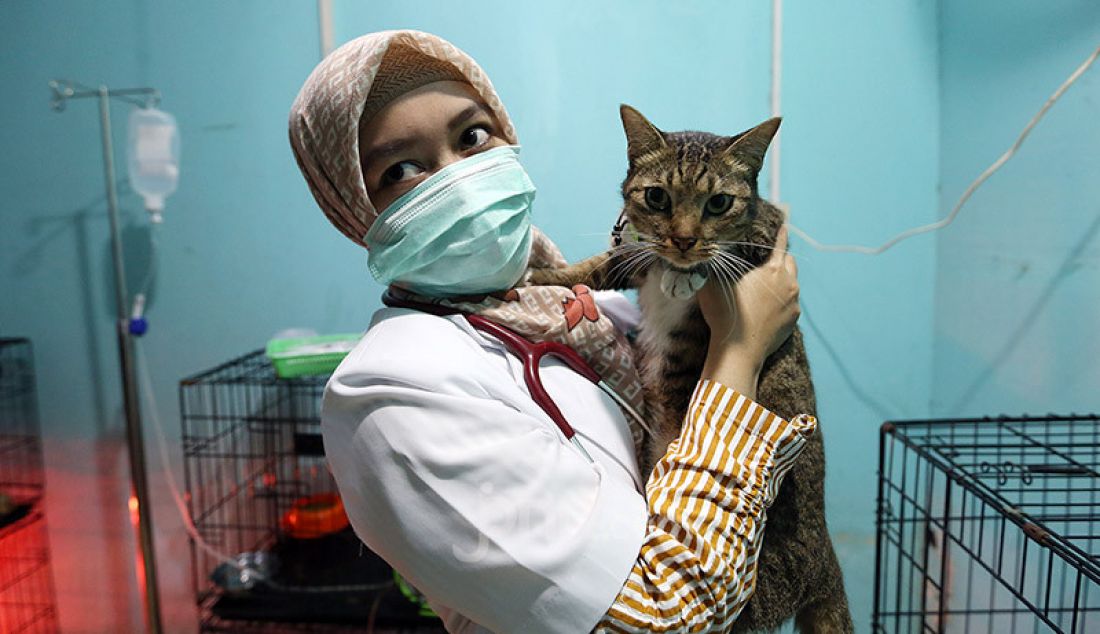 Dokter memeriksa kesehatan kucing di Vetopet Animal Clinic, Cibinong, Bogor, Jumat (15/5). Jasa penitipan hewan di klinik mengalami penurunan jelang Lebaran akibat himbauan larangan mudik di saat pandemi COVID-19. - JPNN.com