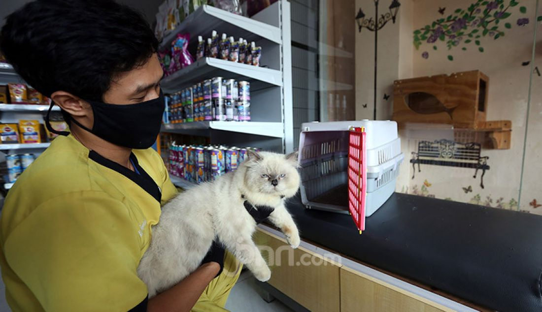 Perawat hewan memeriksa kesehatan kucing di Vetopet Animal Clinic, Cibinong, Bogor, Jumat (15/5). Jasa penitipan hewan di klinik mengalami penurunan jelang Lebaran akibat himbauan larangan mudik di saat pandemi COVID-19. - JPNN.com