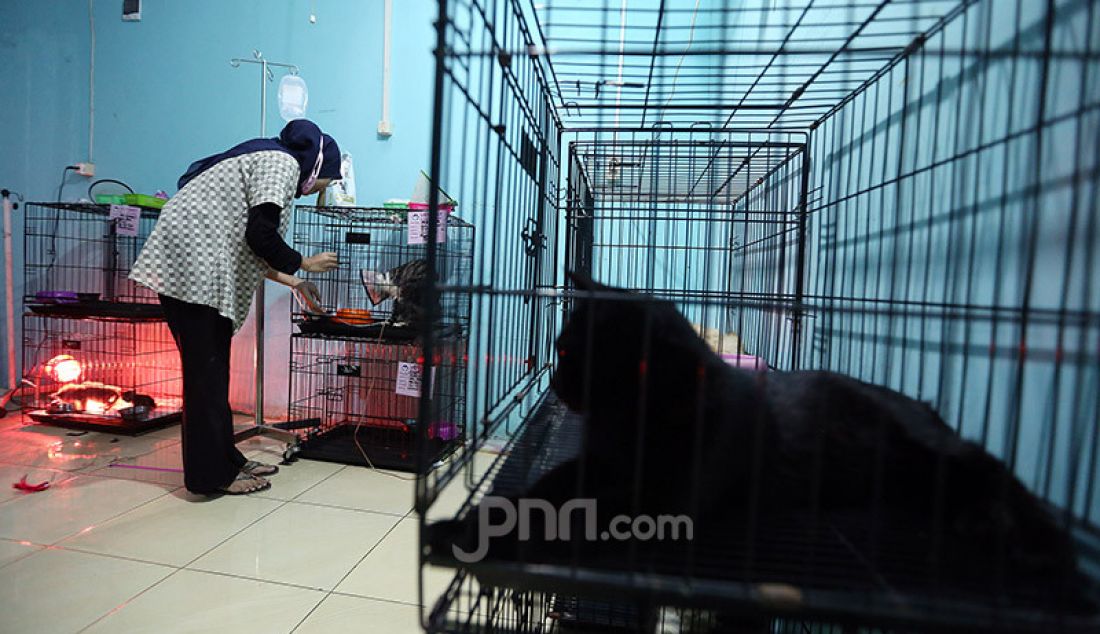 Dokter bersama perawat hewan memeriksa kesehatan kucing di Vetopet Animal Clinic, Cibinong, Bogor, Jumat (15/5). Jasa penitipan hewan di klinik mengalami penurunan jelang Lebaran akibat himbauan larangan mudik di saat pandemi COVID-19. - JPNN.com