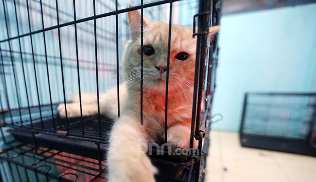Kucing di Vetopet Animal Clinic, Cibinong, Bogor, Jumat (15/5). Jasa penitipan hewan di klinik mengalami penurunan jelang Lebaran akibat himbauan larangan mudik di saat pandemi COVID-19. - JPNN.com