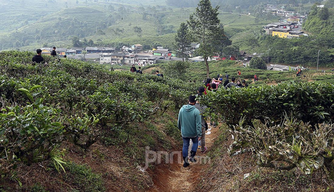 Sejumlah wisatawan mengunjungi perkebunan teh di kawasan Puncak, Kabupaten Bogor, Sabtu (13/6). Mereka ingin melepas penat dan mencari udara segar. - JPNN.com