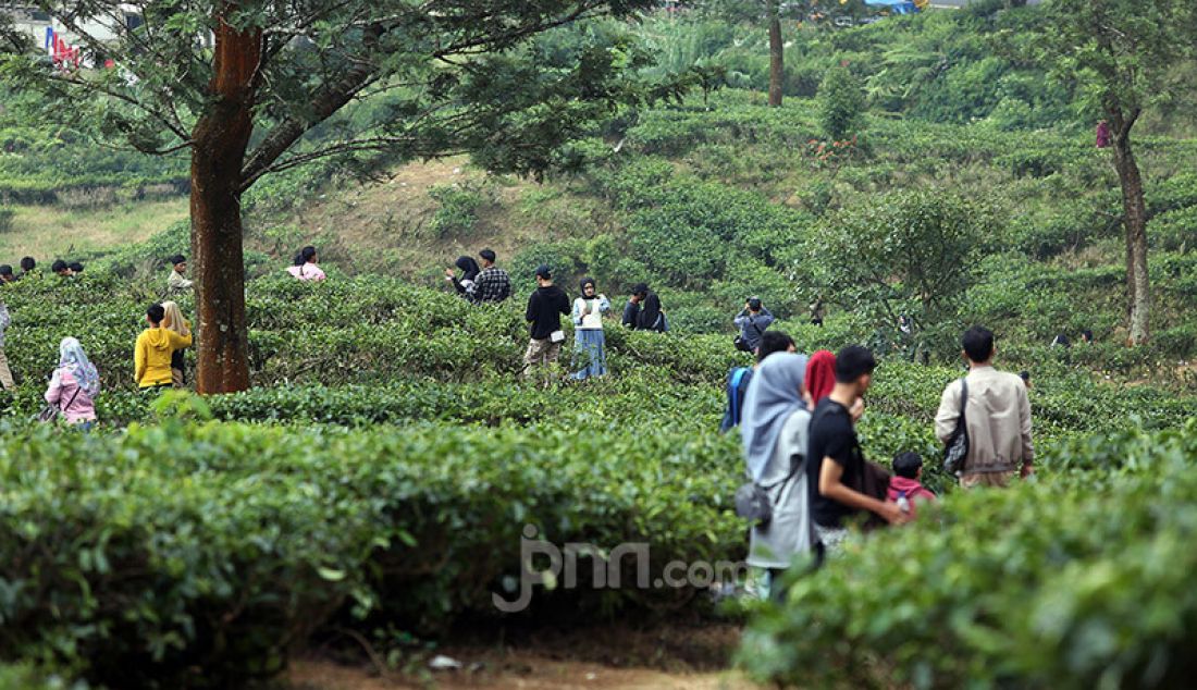 Sejumlah wisatawan mengunjungi perkebunan teh di kawasan Puncak, Kabupaten Bogor, Sabtu (13/6). Mereka ingin melepas penat dan mencari udara segar. - JPNN.com