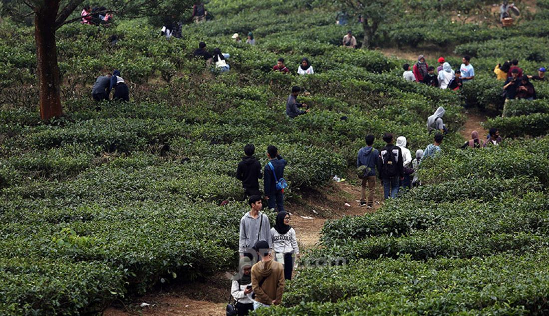 Sejumlah wisatawan mengunjungi perkebunan teh di kawasan Puncak, Kabupaten Bogor, Sabtu (13/6). Mereka ingin melepas penat dan mencari udara segar. - JPNN.com