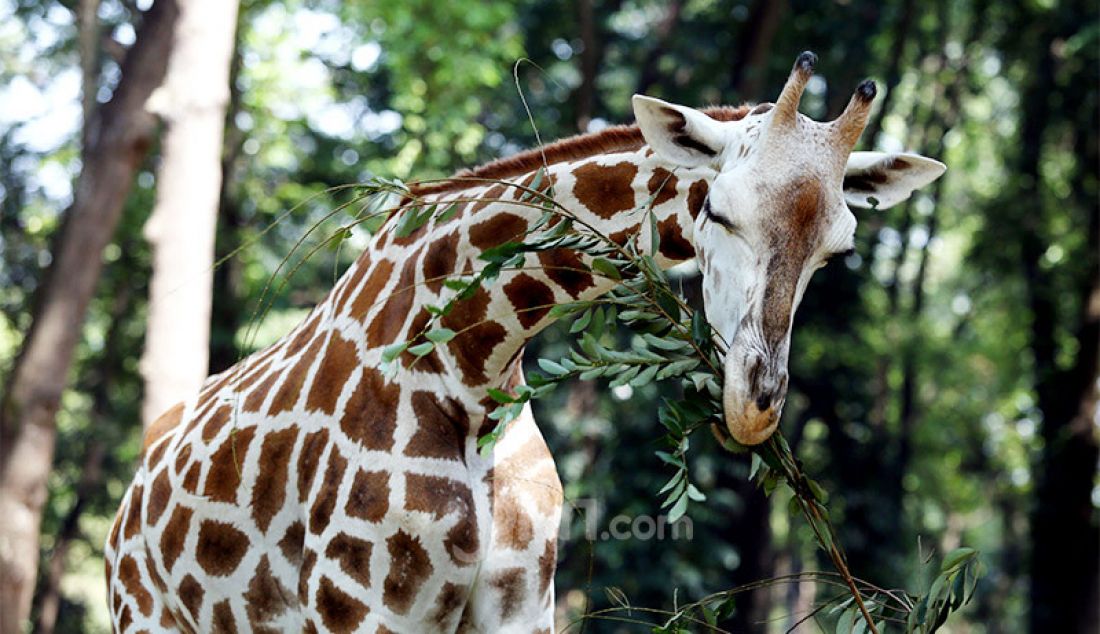 Petugas memberi makan satwa di Taman Margasatwa Ragunan, Jakarta, Rabu (17/6). Menjelang pembukaan kembali pada 20 Juni mendatang, pengunjung nantinya akan dibatasi tidak lebih dari 5.000 orang per hari dan mendaftarkan diri secara daring (online). - JPNN.com