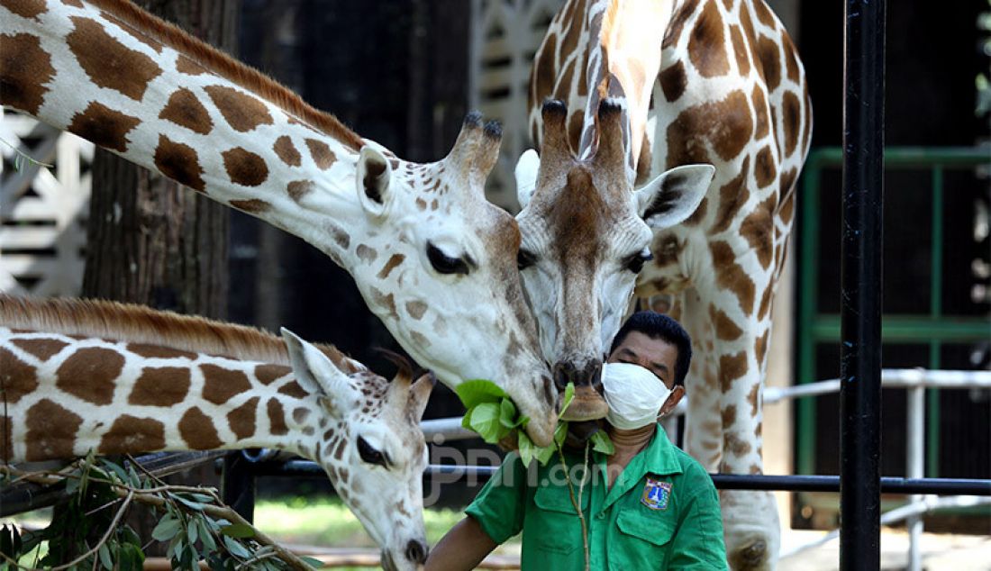 Petugas memberi makan satwa di Taman Margasatwa Ragunan, Jakarta, Rabu (17/6). Menjelang pembukaan kembali pada 20 Juni mendatang, pengunjung nantinya akan dibatasi tidak lebih dari 5.000 orang per hari dan mendaftarkan diri secara daring (online). - JPNN.com