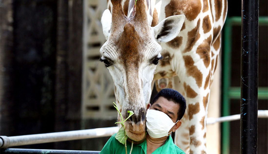 Petugas memberi makan satwa di Taman Margasatwa Ragunan, Jakarta, Rabu (17/6). Menjelang pembukaan kembali pada 20 Juni mendatang, pengunjung nantinya akan dibatasi tidak lebih dari 5.000 orang per hari dan mendaftarkan diri secara daring (online). - JPNN.com