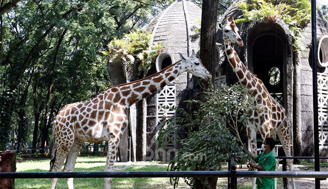 Petugas memberi makan satwa di Taman Margasatwa Ragunan, Jakarta, Rabu (17/6). Menjelang pembukaan kembali pada 20 Juni mendatang, pengunjung nantinya akan dibatasi tidak lebih dari 5.000 orang per hari dan mendaftarkan diri secara daring (online). - JPNN.com