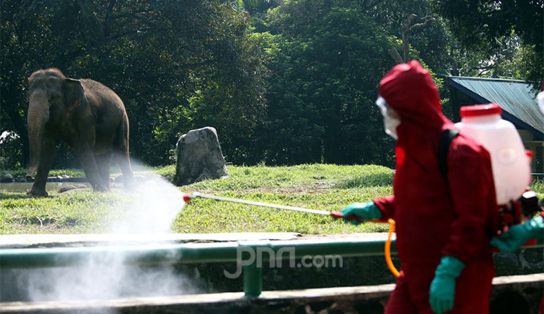 Petugas pemadam kebakaran Sudin Jaksel melakukan penyemprotan disinfektan di Taman Margasatwa Ragunan, Jakarta, Rabu (17/6). Penyemprotan dilakukan jelang dibukanya kembali pada 20 Juni mendatang. - JPNN.com