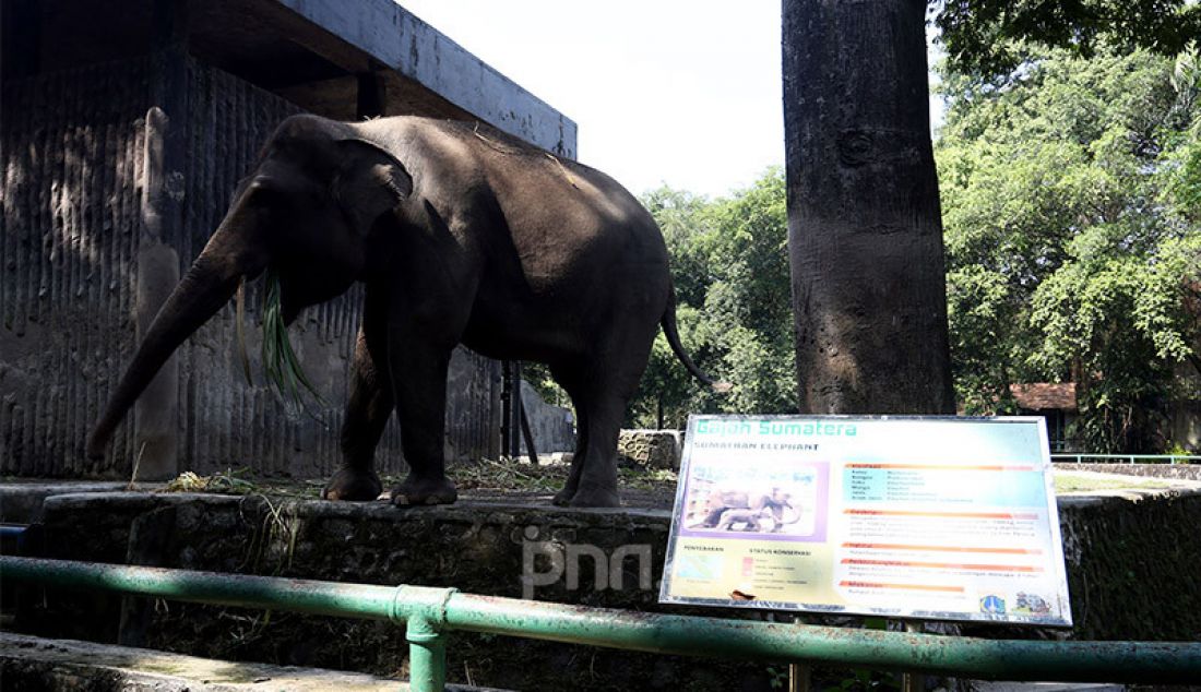 Petugas memberi makan satwa di Taman Margasatwa Ragunan, Jakarta, Rabu (17/6). Menjelang pembukaan kembali pada 20 Juni mendatang, pengunjung nantinya akan dibatasi tidak lebih dari 5.000 orang per hari dan mendaftarkan diri secara daring (online). - JPNN.com