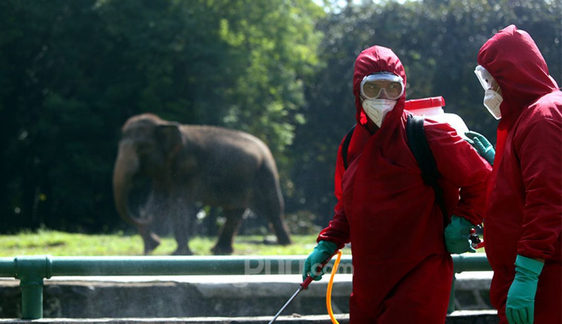 Petugas pemadam kebakaran Sudin Jaksel melakukan penyemprotan disinfektan di Taman Margasatwa Ragunan, Jakarta, Rabu (17/6). Penyemprotan dilakukan jelang dibukanya kembali pada 20 Juni mendatang. - JPNN.com