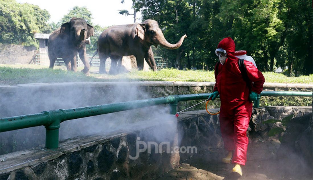 Petugas pemadam kebakaran Sudin Jaksel melakukan penyemprotan disinfektan di Taman Margasatwa Ragunan, Jakarta, Rabu (17/6). Penyemprotan dilakukan jelang dibukanya kembali pada 20 Juni mendatang. - JPNN.com