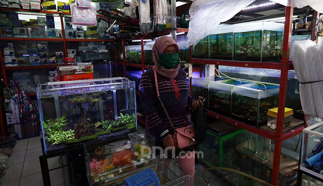 Penjual ikan hias di Pusat Promosi dan Penjualan Bursa Ikan Hias, Desa Laladon, Bogor, Senin (22/6). Penjualan ikan hias selama pandemi Covid-19 mengalami kenaikan 50%, dikarenakan sebagai salah satu hiburan saat dirumah. - JPNN.com