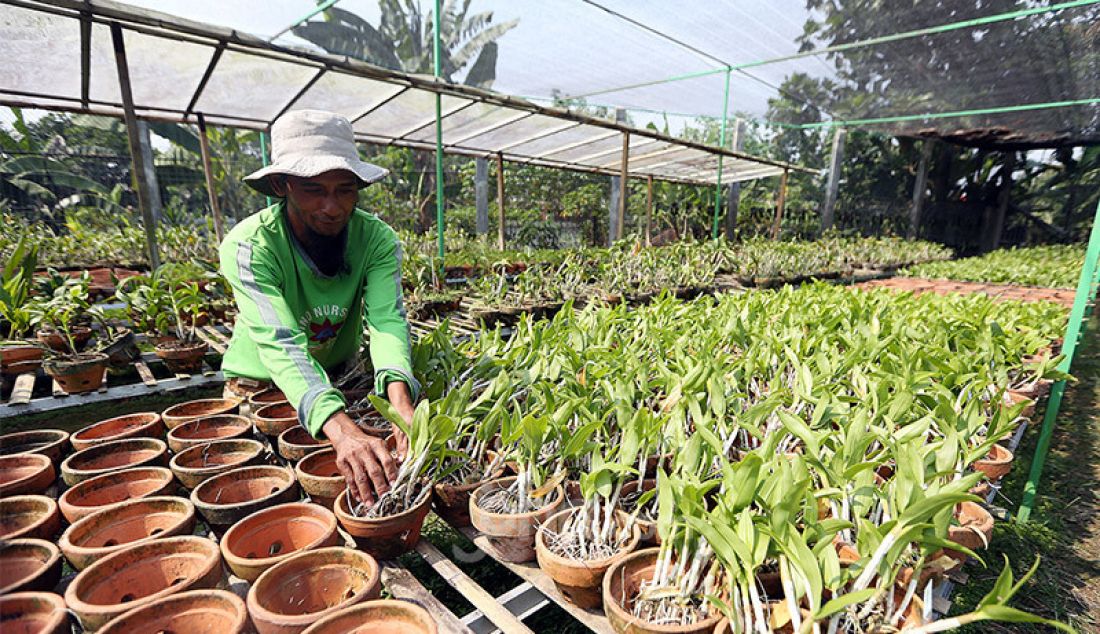 Pekerja budidaya tanaman anggrek Dendrobium melakukan perawatan di Kalisuren, Bogor, Senin (3/8). Pedagang mengaku di masa pandemi Covid-19 penjualan tanaman Anggrek (Orchidaceae) meningkat tidak mengalami penurunan dikarenakan banyaknya warga yang bekerja dirumah sambil merawat tanaman hias. Anggrek dijual dari harga Rp 30 ribu sampai 120 ribu dilihat dari jenisnya. - JPNN.com