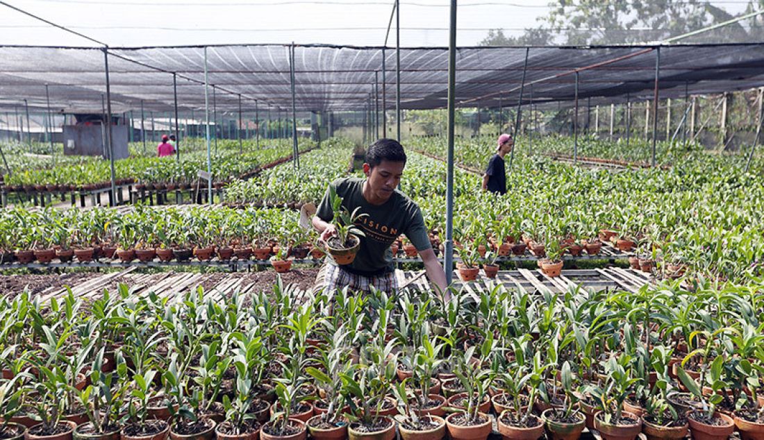 Pekerja budidaya tanaman anggrek Dendrobium melakukan perawatan di Kalisuren, Bogor, Senin (3/8). Pedagang mengaku di masa pandemi Covid-19 penjualan tanaman Anggrek (Orchidaceae) meningkat tidak mengalami penurunan dikarenakan banyaknya warga yang bekerja dirumah sambil merawat tanaman hias. Anggrek dijual dari harga Rp 30 ribu sampai 120 ribu dilihat dari jenisnya. - JPNN.com