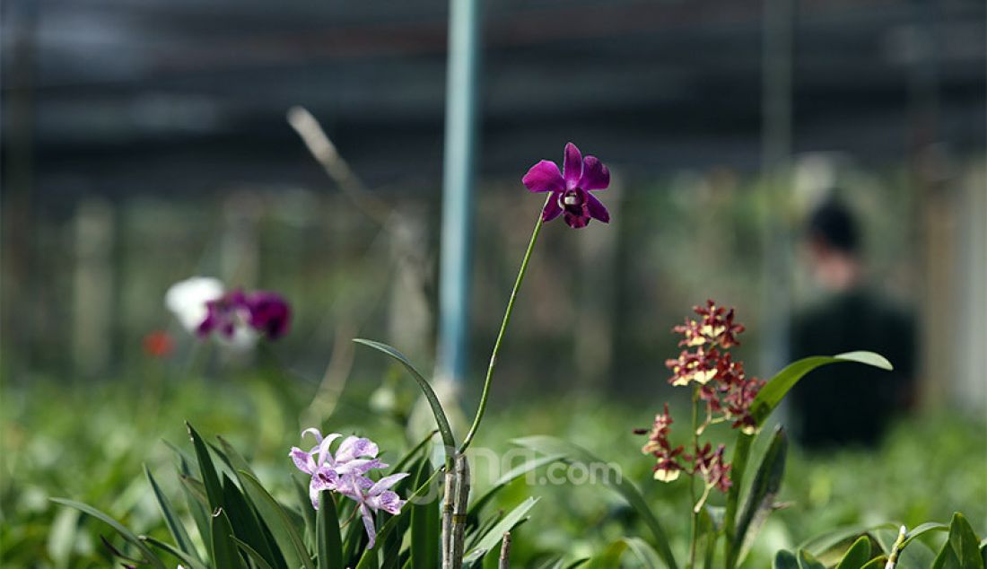 Tanaman anggrek Dendrobium di Kalisuren, Bogor, Jawa Barat, Senin (3/8). Pedagang mengaku di masa pandemi Covid-19 penjualan tanaman Anggrek yang memiliki nama latin Orchidaceae meningkat tidak mengalami penurunan dikarenakan banyak warga yang bekerja dirumah sambil merawat tanaman hias. Anggrek dijual dari harga Rp 30 ribu sampai 120 ribu dilihat dari jenisnya. - JPNN.com