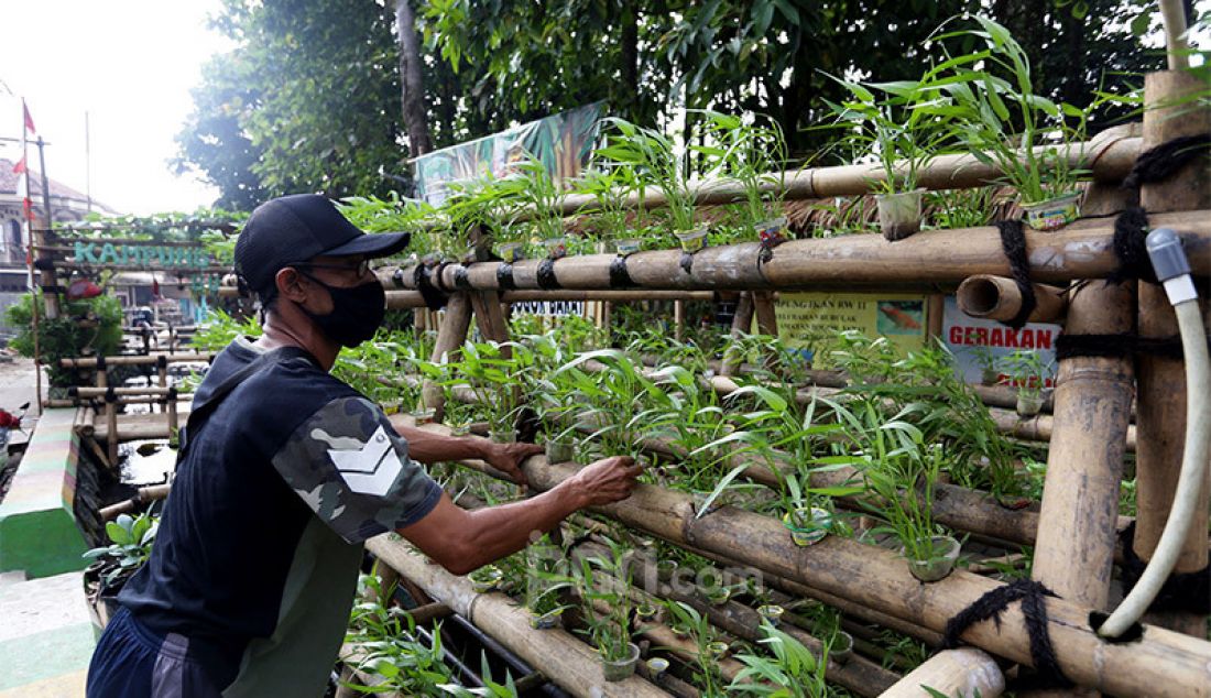 Warga memasang jaring di selokan Kampung Lauk Babakan, Kelurahan Bubulak, Kota Bogor, Rabu (5/8). Kampung tersebut merubah selokan yang dipenuhi sampah menjadi tempat untuk budidaya ikan dan sayur-sayuran agar dapat dimanfaatkan. - JPNN.com