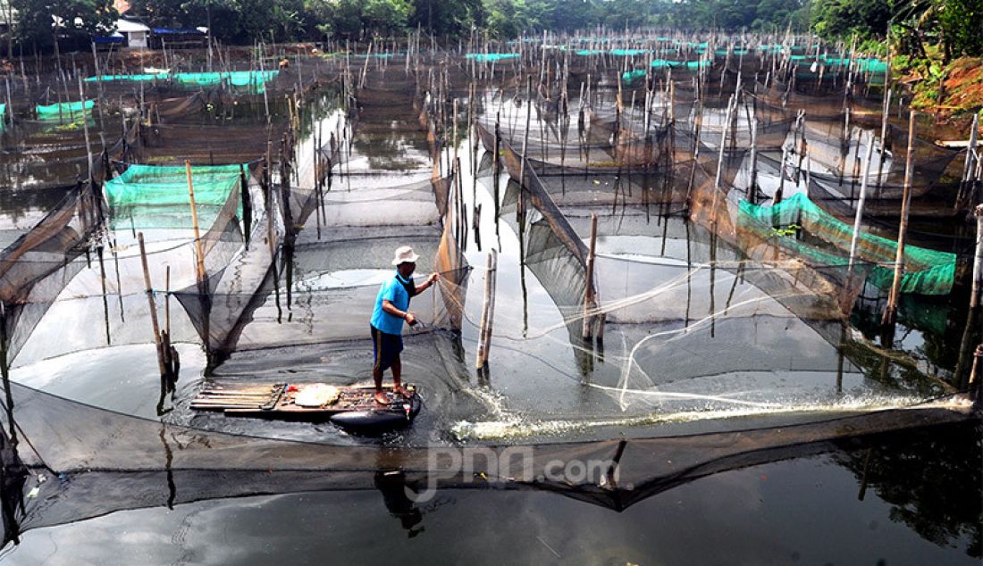 Petani menjala ikan mujair di antara keramba ikan hias di Situ Telaga Biru, Ciseeng, Kabupaten Bogor, Jawa Barat, Rabu (16/9). Sebelum pandemi mereka mampu menghasilkan Rp 5 juta hingga Rp 7 juta, namun kini hanya mendapatkan Rp 500 ribu hingga Rp 700 ribu/bulan. - JPNN.com