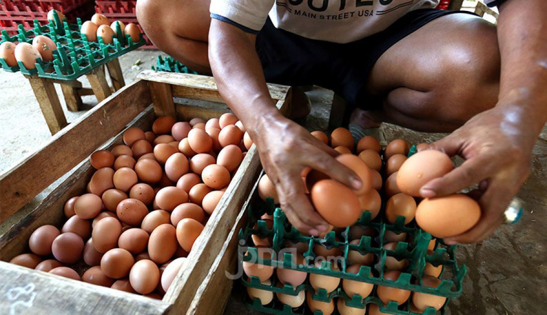 Seorang peternak ayam di Gunung Sindur, Bogor, menyusun telur yang diambil, Kamis (8/10). Harga telur ayam yang sempat naik mencapai Rp24.000 per kilogram, kini turun menjadi Rp18.500 per kilogram. - JPNN.com