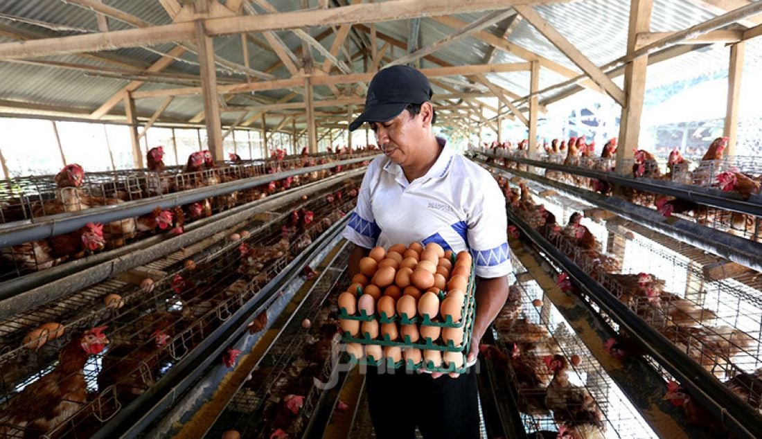 Peternak mengambil telur ayam ras di Gunung Sindur, Bogor, Jawa Barat, Kamis (8/10). Harga telur ayam yang sempat naik mencapai Rp24.000 per kilogram, kini turun menjadi Rp18.500 per kilogram. - JPNN.com