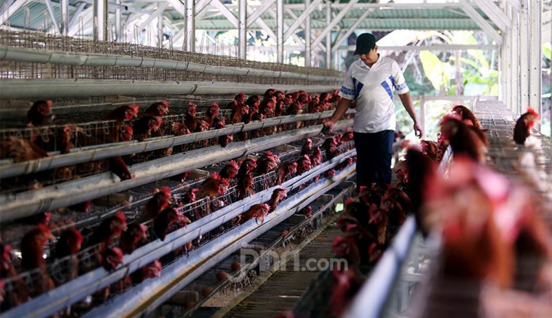 Peternakan ayam di Gunung Sindur, Bogor, Kamis (8/10). Harga telur ayam yang sempat naik mencapai Rp24.000 per kilogram, kini turun menjadi Rp18.500 per kilogram. - JPNN.com