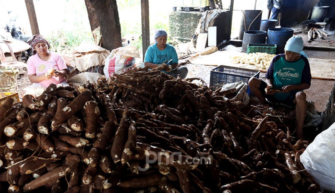 Pekerja mengolah singkong yang akan dibuat tapai di Pengasinan, Bogor, Jawa Barat, Kamis (8/10). Industri rumahan tersebut mampu memproduksi 800 Kg tapai singkong per hari untuk dipasarkan di Tangerang dan Bogor. - JPNN.com