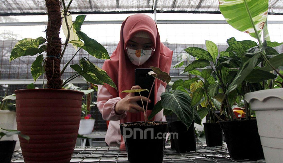 Pedagang tanaman hias di Titik Hijau, Bojongsari, Depok, Jawa Barat memanfaatkan internet untuk pemasaran dan mendongkrak penjualan. Penjualan tanaman hias secara daring meningkat pada masa pandemi Covid-19 dibandingkan pemasaran secara offline. - JPNN.com