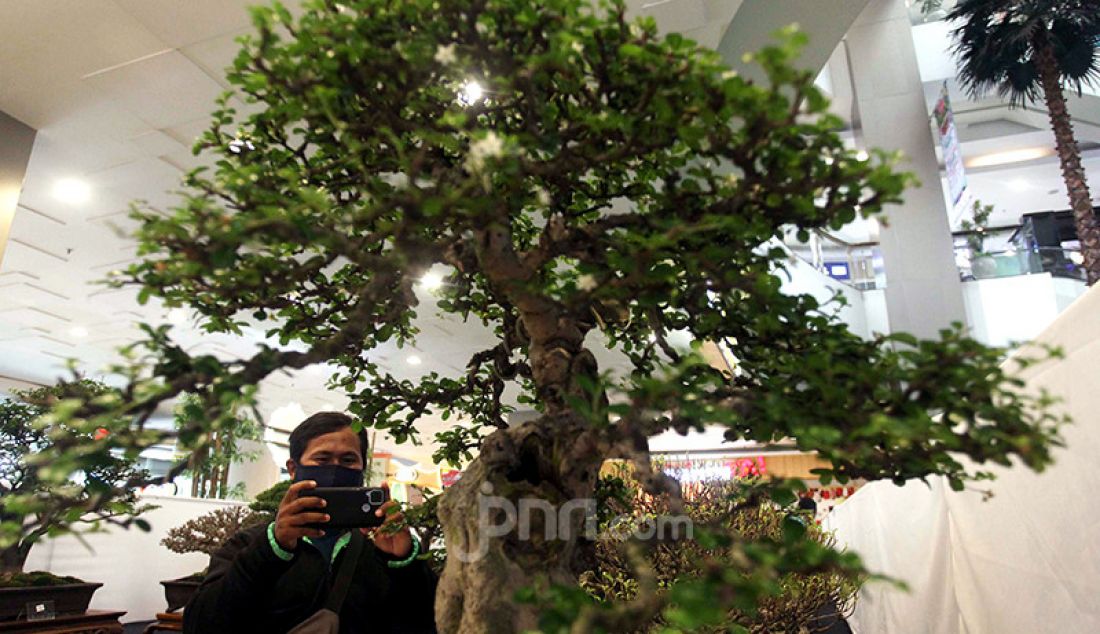 Pengunjung melihat pameran Suiseki Bonsai di Tangerang City Mall, Tangerang, Jumat (26/2). Pameran bonsai yang berlangsung pada 26-28 Februari 2021 itu merupakan bagian dari perayaan Imlek 2572. - JPNN.com