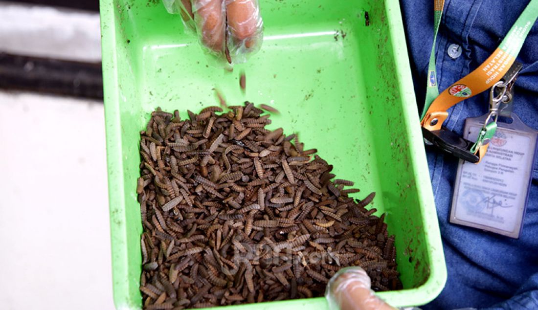 Petugas Satuan Pelaksana (Satpel) Lingkungan Hidup Kecamatan Tebet, Jakarta Selatan, membudidayakan maggot atau belatung pengurai sampah. Maggot selain bermanfaat untuk mengurai sampah organik juga bisa untuk makanan ternak. - JPNN.com