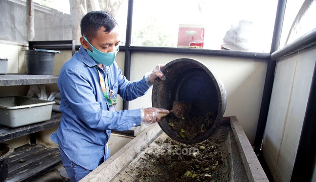 Petugas Satuan Pelaksana (Satpel) Lingkungan Hidup Kecamatan Tebet, Jakarta Selatan membudidayakan maggot atau belatung pengurai sampah. Maggot selain bermanfaat untuk mengurai sampah organik juga bisa untuk makanan ternak. - JPNN.com