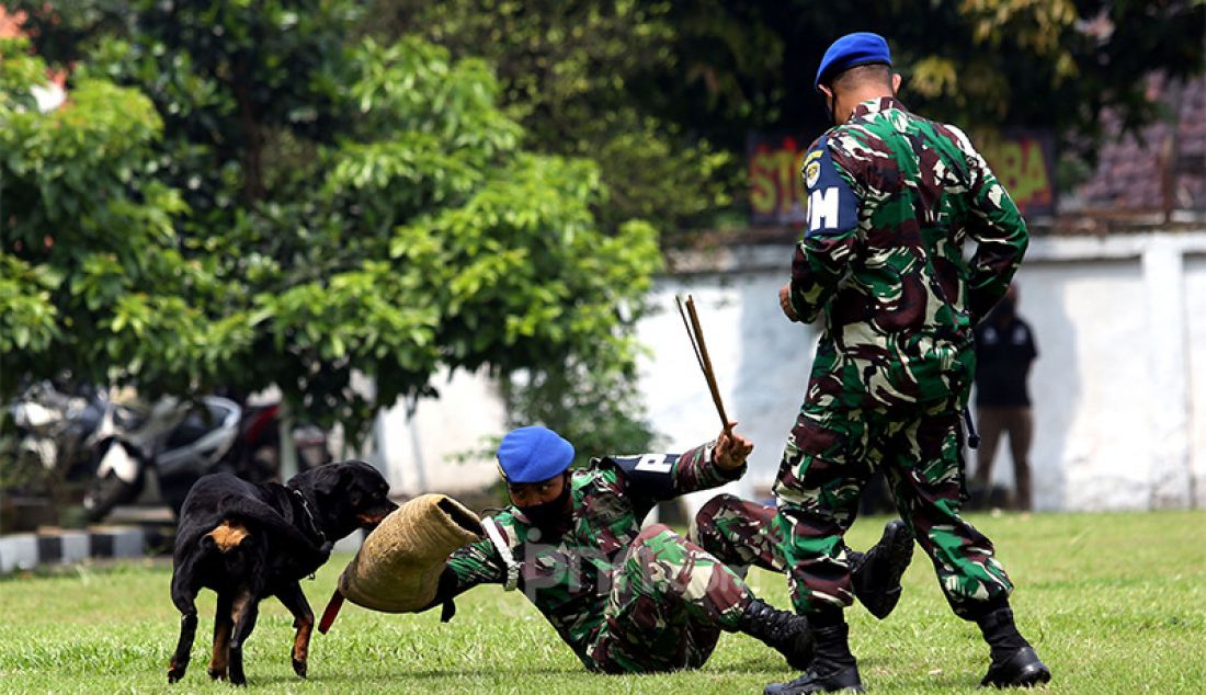 Personel Polisi Militer Kodam Jaya melakukan atraksi bersama anjing di sela peresmian Smart Instalasi Tahanan Militer di Markas Pomdam Jaya, Jakarta, Selasa (20/4). - JPNN.com