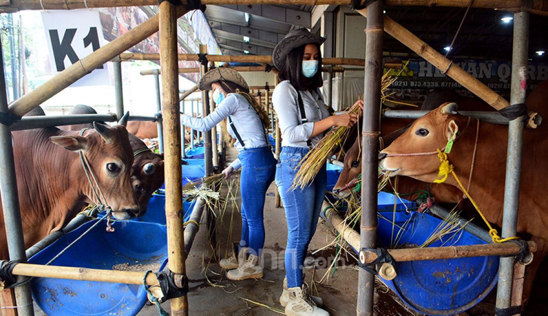 Mall Hewan Kurban H Doni di Depok, Jawa Barat, menjual sapi berbagai ukuran untuk Iduladha 2021. Tempat penjualan hewan kurban itu menggunakan sales promotion girl (SPG) untuk melariskan sapi dagangannya. - JPNN.com
