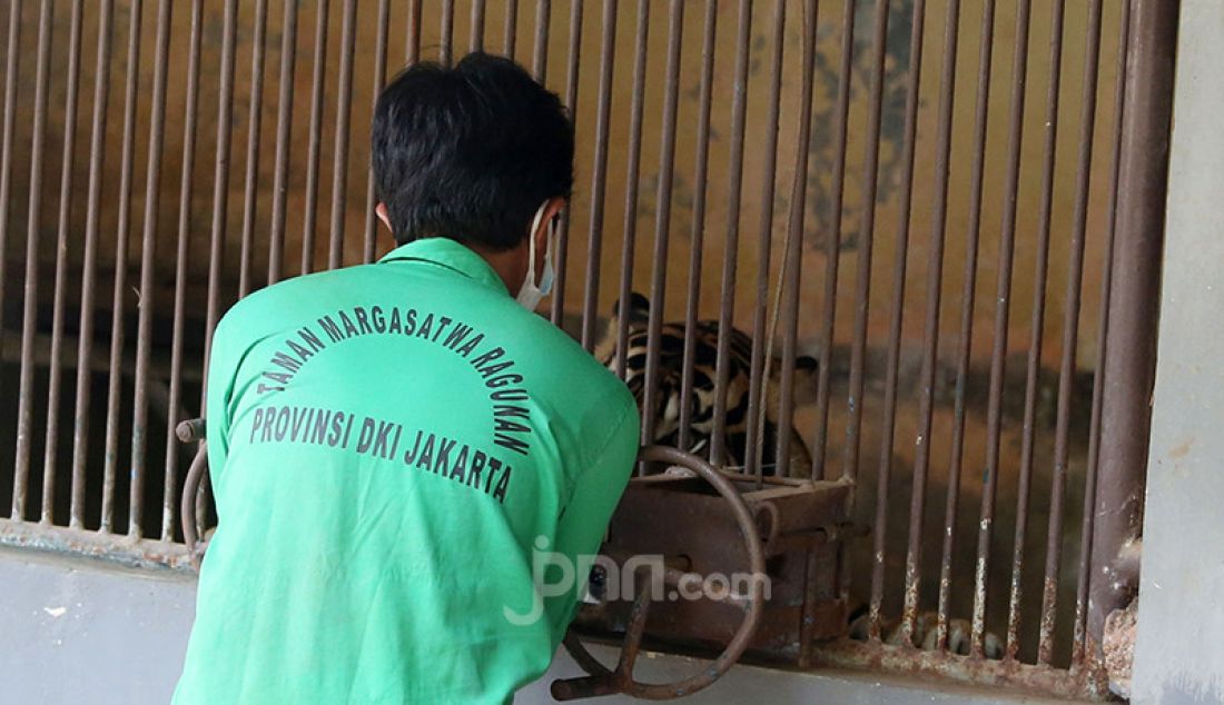 Petugas saat melakukan swab test Covid-19 kepada harimau di Taman Margasatwa Ragunan, Jakarta, Senin (2/8), guna mengetahui perkembangan kesehatan Harimau Sumatera yang terpapar (Covid-19, red). - JPNN.com