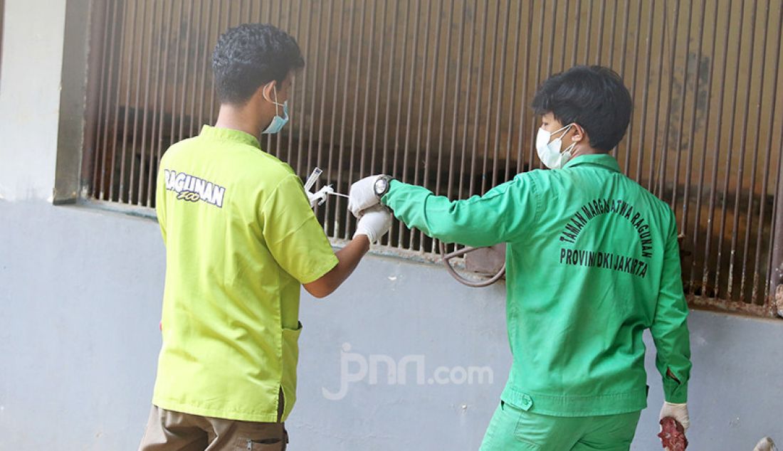 Petugas saat melakukan swab test Covid-19 kepada harimau di Taman Margasatwa Ragunan, Jakarta, Senin (2/8), guna mengetahui perkembangan kesehatan Harimau Sumatera yang terpapar (Covid-19, red). - JPNN.com