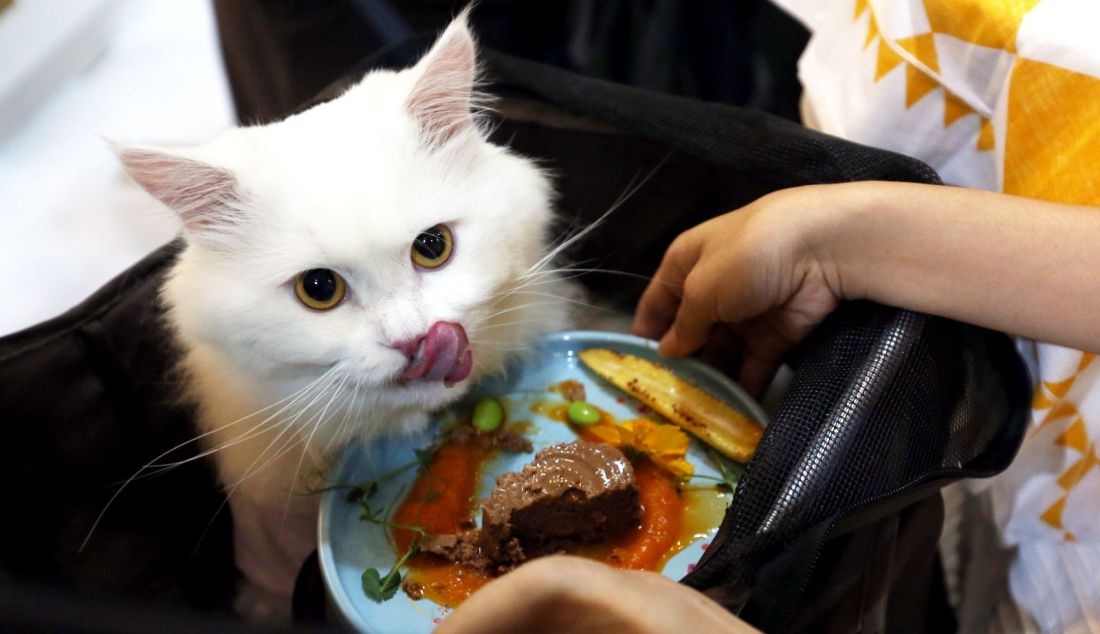 Catfluencers mencicipi hasil food-plating di booth Fancy Feast pada Indonesia International Pet Expo (IIPE) 2024 di ICE BSD, Kabupaten Tangerang, Banten, Jumat (6/9). - JPNN.com