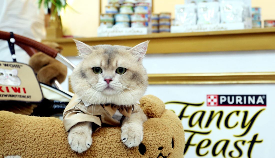 Catfluencers saat di booth Fancy Feast pada Indonesia International Pet Expo (IIPE) 2024 di ICE BSD, Kabupaten Tangerang, Banten, Jumat (6/9). PURINA FANCY FEAST menjadi salah satu produk, yang menyediakan berbagai pilihan makanan kucing, mulai dari varian salmon, tuna, dan chicken. - JPNN.com