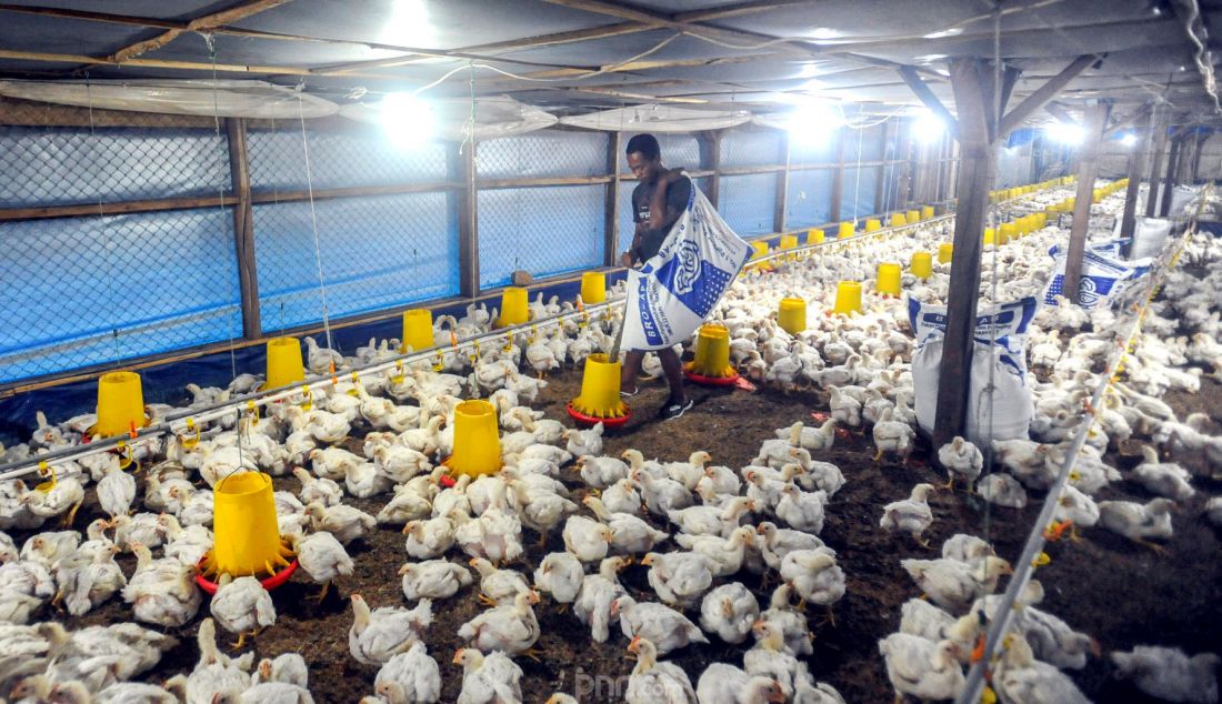 Peternak memberikan pakan ayam broiller pada peternakan ayam closed house yang ramah lingkungan di Nanggung, Bogor, Jawa barat, Senin (28/10). Program Electrifying Agriculture (EA) merupakan program layanan penyambungan tenaga listrik untuk sektor pertanian, perkebunan, perikanan, dan peternakan. Program ini didesain untuk mendorong pemanfaatan teknologi guna meningkatkan produktivitas petani atau peternak melalui pemanfaatan energi listrik. - JPNN.com