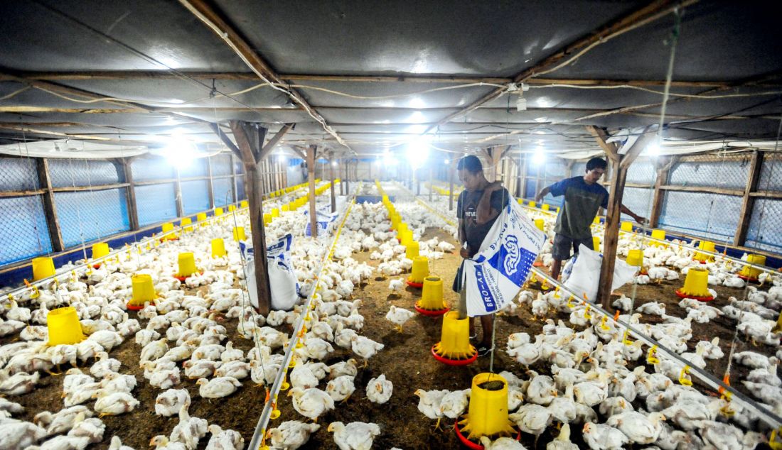 Peternak memberikan pakan ayam broiller pada peternakan ayam closed house yang ramah lingkungan di Nanggung, Bogor, Jawa barat, Senin (28/10). Program Electrifying Agriculture (EA) merupakan program layanan penyambungan tenaga listrik untuk sektor pertanian, perkebunan, perikanan, dan peternakan. Program ini didesain untuk mendorong pemanfaatan teknologi guna meningkatkan produktivitas petani atau peternak melalui pemanfaatan energi listrik. - JPNN.com