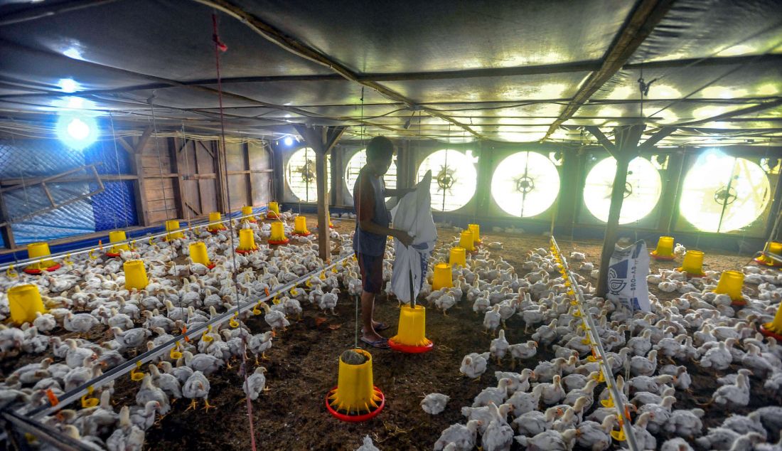 Peternak memberikan pakan ayam broiller pada peternakan ayam closed house yang ramah lingkungan di Nanggung, Bogor, Jawa barat, Senin (28/10). Program Electrifying Agriculture (EA) merupakan program layanan penyambungan tenaga listrik untuk sektor pertanian, perkebunan, perikanan, dan peternakan. Program ini didesain untuk mendorong pemanfaatan teknologi guna meningkatkan produktivitas petani atau peternak melalui pemanfaatan energi listrik. - JPNN.com