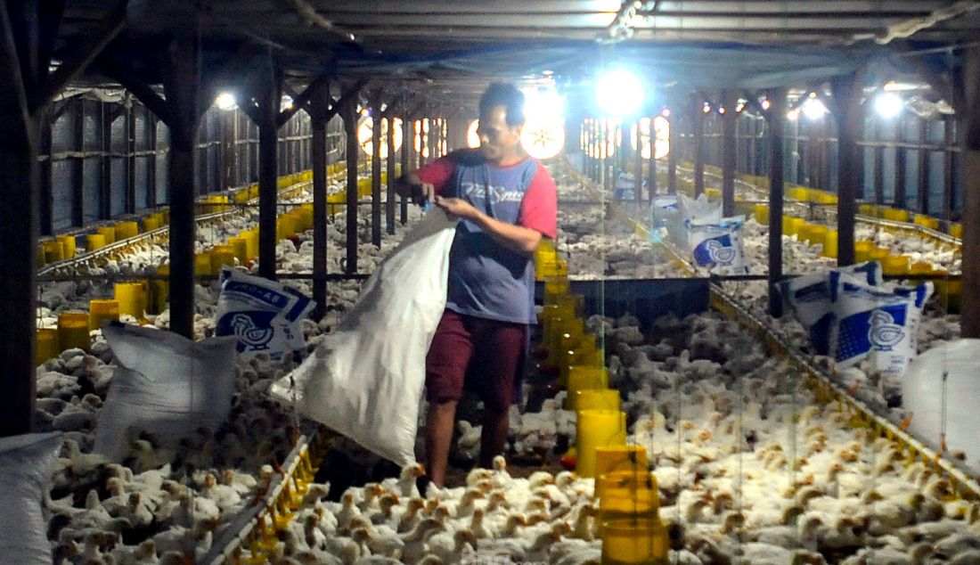 Peternak memberikan pakan ayam broiller pada peternakan ayam closed house yang ramah lingkungan di Nanggung, Bogor, Jawa barat, Senin (28/10). Program Electrifying Agriculture (EA) merupakan program layanan penyambungan tenaga listrik untuk sektor pertanian, perkebunan, perikanan, dan peternakan. Program ini didesain untuk mendorong pemanfaatan teknologi guna meningkatkan produktivitas petani atau peternak melalui pemanfaatan energi listrik. - JPNN.com