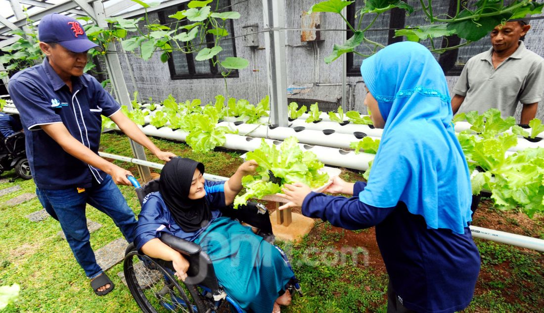 Siswa kelas keterampilan melakukan panen selada air pada kebun hdroponik YPAC, Kebayoran Baru, Jakarta, Jumat (29/11). Kebun hidoponik yang sudah berjalan lebih dari 6 tahun dengan tanaman selada air, selada merah dan pakcoy ini menjadi sarana pembelajaran murid penyandang disabilitas dari mulai menanam hingga memanen ini. Setiap 45 hari mereka memanennya dengan jumalah panen mencapai 20 kg yang dijual kepada warga dengan harga Rp 15 ribu/kantong. - JPNN.com