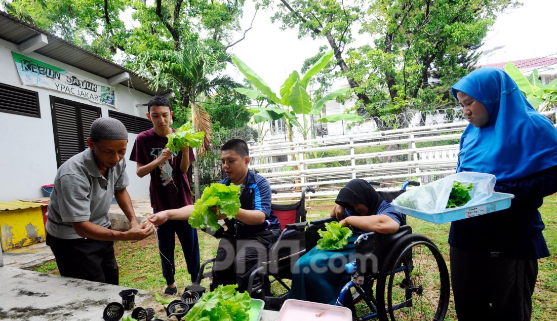 Siswa kelas keterampilan melakukan panen selada air pada kebun hdroponik YPAC, Kebayoran Baru, Jakarta, Jumat (29/11). Kebun hidoponik yang sudah berjalan lebih dari 6 tahun dengan tanaman selada air, selada merah dan pakcoy ini menjadi sarana pembelajaran murid penyandang disabilitas dari mulai menanam hingga memanen ini. Setiap 45 hari mereka memanennya dengan jumalah panen mencapai 20 kg yang dijual kepada warga dengan harga Rp 15 ribu/kantong. - JPNN.com