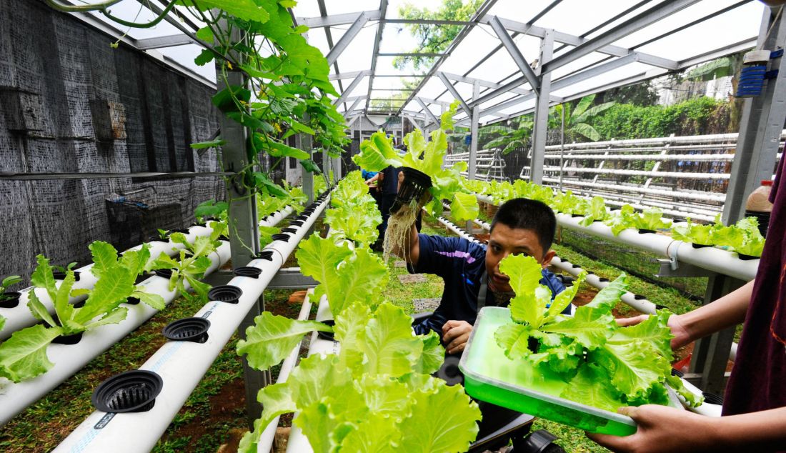 Siswa kelas keterampilan melakukan panen selada air pada kebun hdroponik YPAC, Kebayoran Baru, Jakarta, Jumat (29/11). Kebun hidoponik yang sudah berjalan lebih dari 6 tahun dengan tanaman selada air, selada merah dan pakcoy ini menjadi sarana pembelajaran murid penyandang disabilitas dari mulai menanam hingga memanen ini. Setiap 45 hari mereka memanennya dengan jumalah panen mencapai 20 kg yang dijual kepada warga dengan harga Rp 15 ribu/kantong. - JPNN.com