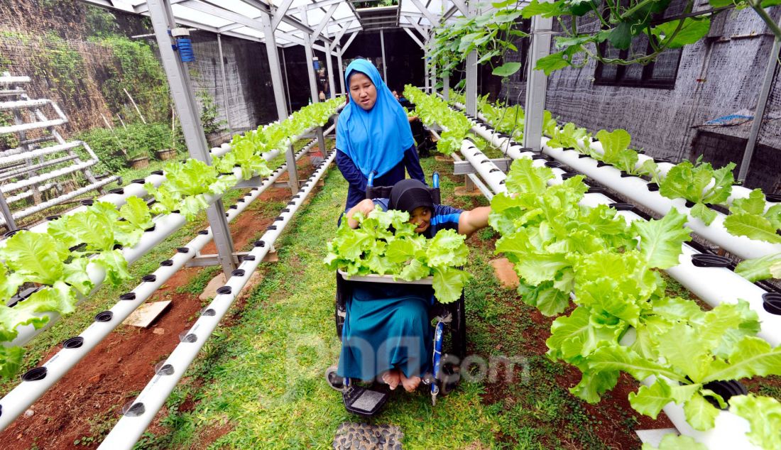 Siswa kelas keterampilan melakukan panen selada air pada kebun hdroponik YPAC, Kebayoran Baru, Jakarta, Jumat (29/11). Kebun hidoponik yang sudah berjalan lebih dari 6 tahun dengan tanaman selada air, selada merah dan pakcoy ini menjadi sarana pembelajaran murid penyandang disabilitas dari mulai menanam hingga memanen ini. Setiap 45 hari mereka memanennya dengan jumalah panen mencapai 20 kg yang dijual kepada warga dengan harga Rp 15 ribu/kantong. - JPNN.com