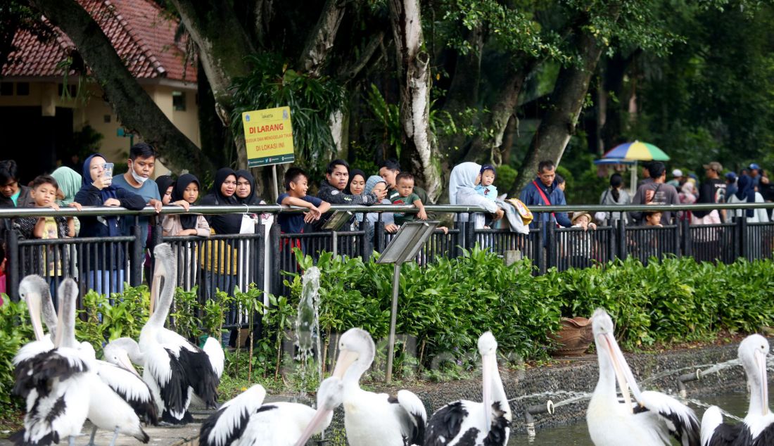 Pengunjung melihat burung Pelikan (Pelecanus Onocrotalus) di Taman Margasatwa Ragunan, Jakarta, Kamis (26/12). Masyarakat memanfaatkan libur panjang Nataru untuk sekedar berkumpul atau rekreasi bersama keluarga. - JPNN.com