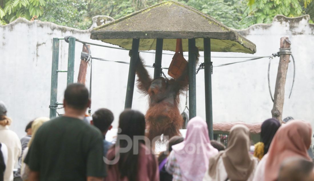 Pengunjung melihat orang utan di Taman Margasatwa Ragunan, Jakarta, Kamis (26/12). Masyarakat memanfaatkan libur panjang Nataru untuk sekedar berkumpul atau rekreasi bersama keluarga. - JPNN.com